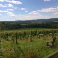 Supporting and Protecting Local Agriculture in Loudoun County, VA