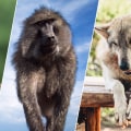 Understanding the Policies for Managing and Regulating Animal Control in Loudoun County, VA