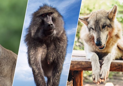Understanding the Policies for Managing and Regulating Animal Control in Loudoun County, VA